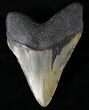 Large Megalodon Tooth - North Carolina #20808-2
